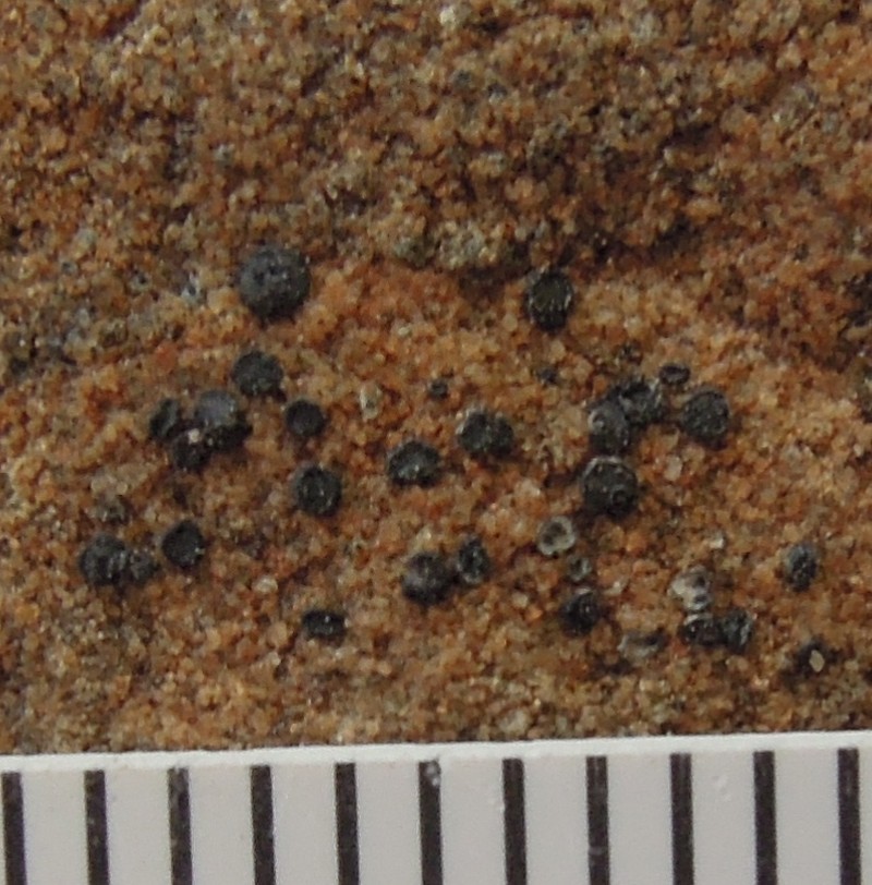 California Sarcogyne Lichen photo 6