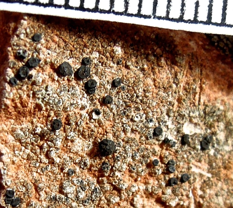 California Sarcogyne Lichen photo 7