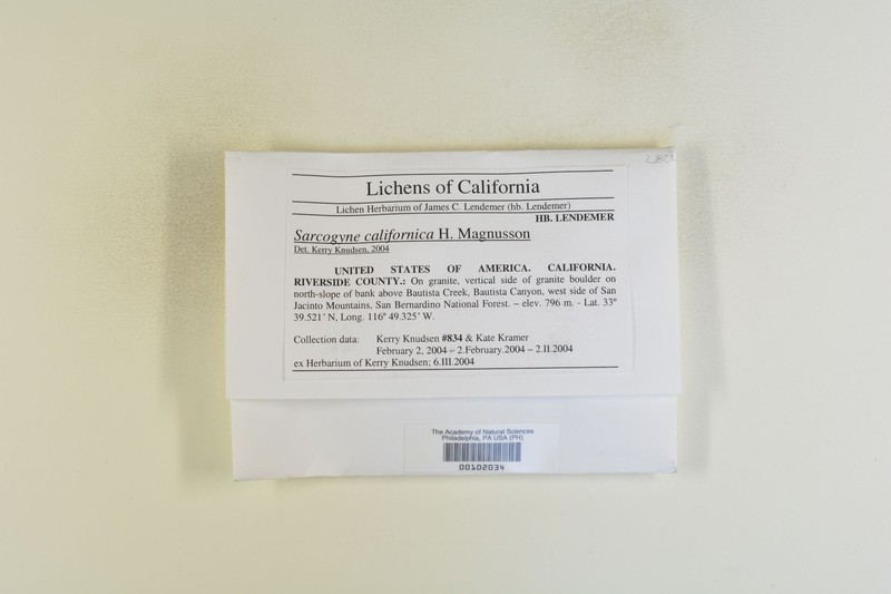 California Sarcogyne Lichen photo 8