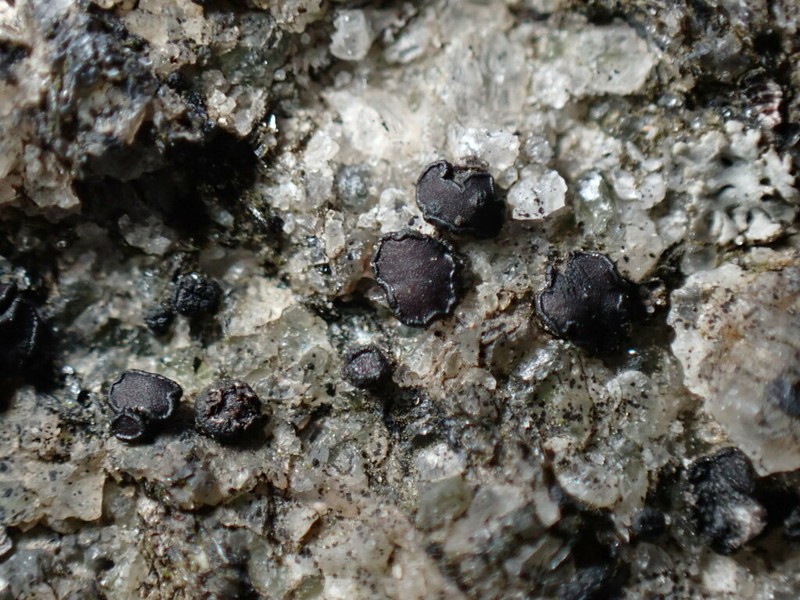 Sarchgyne Lichen