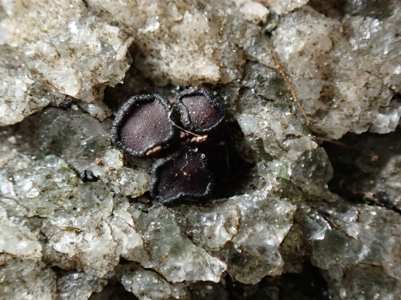Sarchgyne Lichen photo 2
