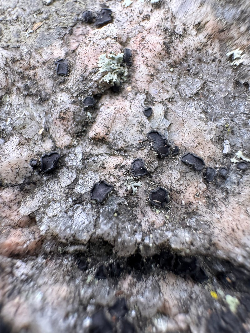 Sarchgyne Lichen photo 3