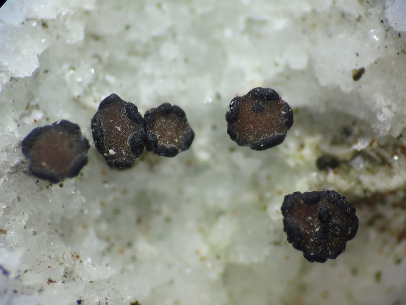 Sarchgyne Lichen photo 4