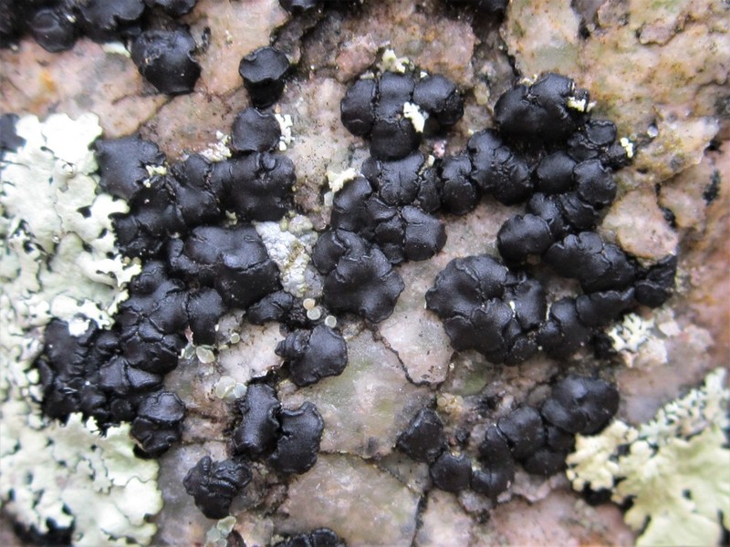 Sarchgyne Lichen photo 5