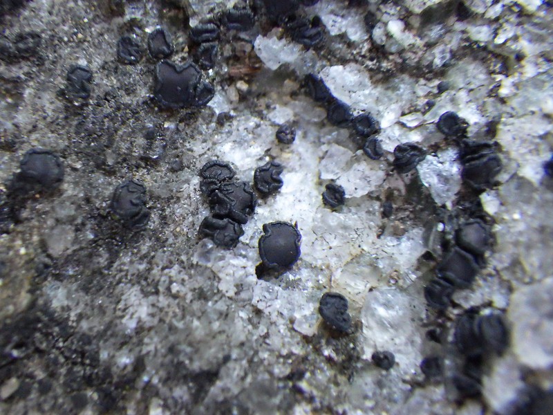 Sarchgyne Lichen photo 6