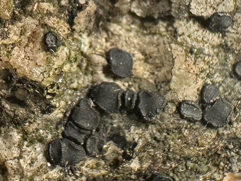 Sarchgyne Lichen photo 7