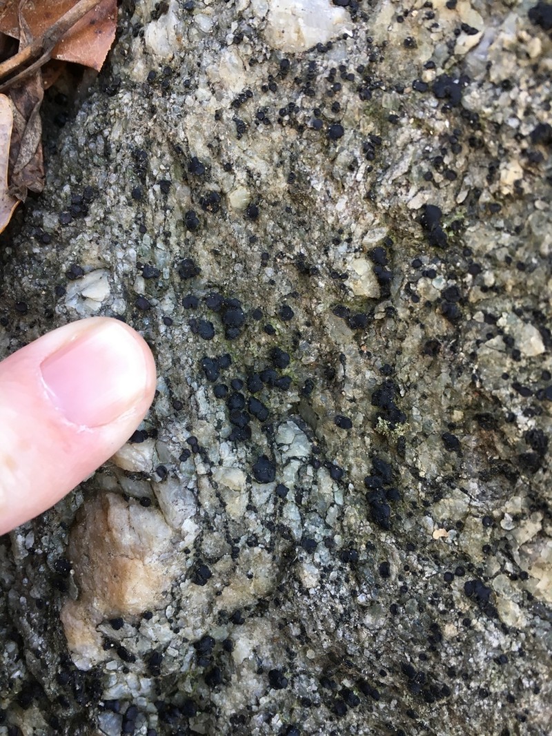 Sarchgyne Lichen photo 8