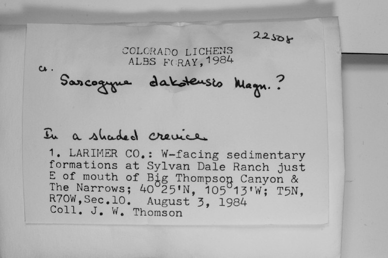 Dakota Sarcogyne Lichen