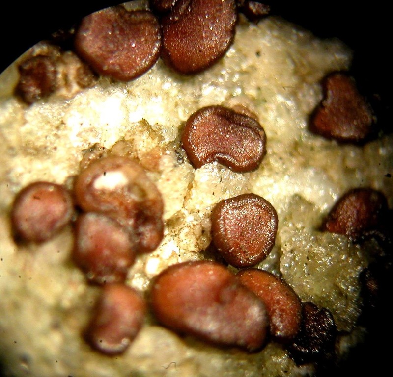 New Mexican Sarcogyne Lichen