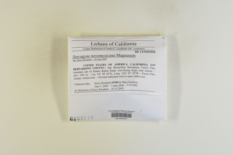 New Mexican Sarcogyne Lichen photo 3
