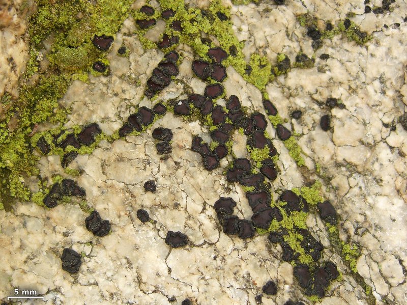 Sarcogyne Lichen