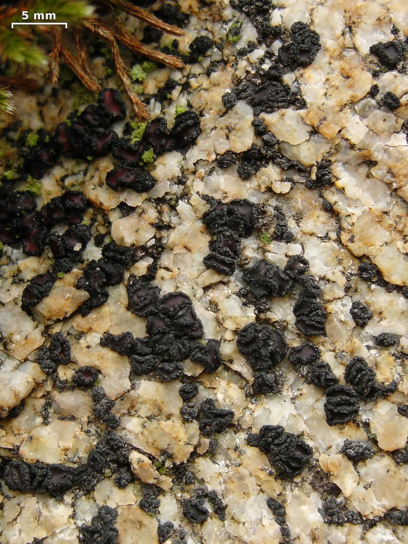 Sarcogyne Lichen