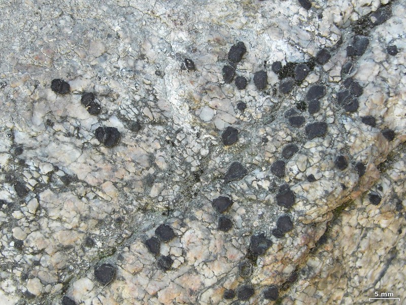 Sarcogyne Lichen photo 2