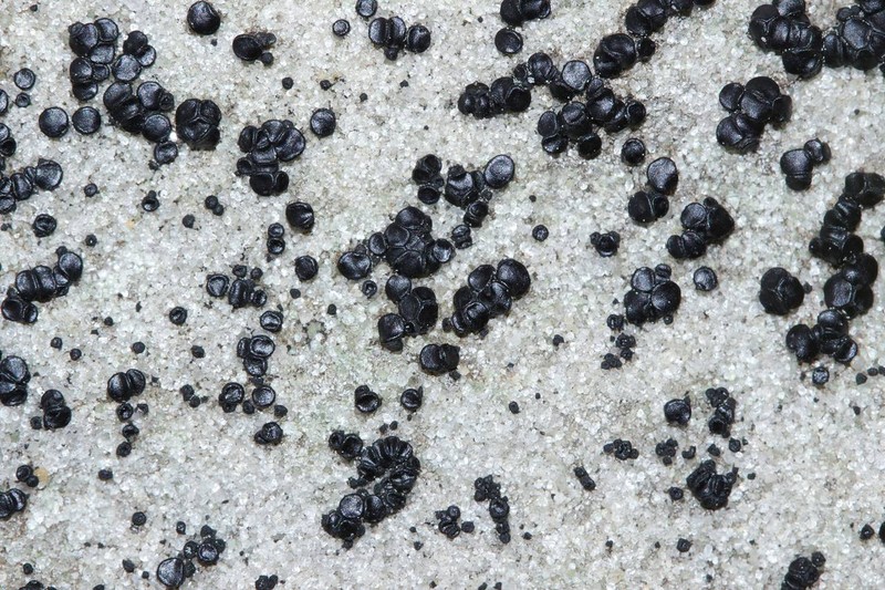 Sarcogyne Lichen photo 3