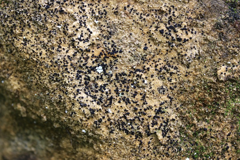 Sarcogyne Lichen photo 4