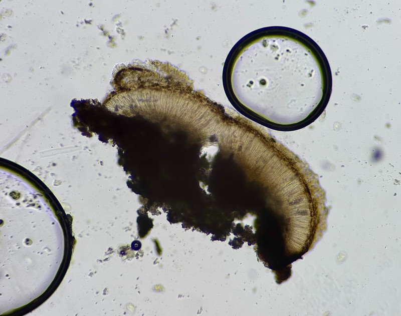 Sarcogyne Lichen photo 3