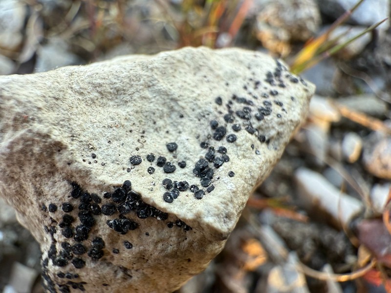 Sarcogyne Lichen photo 4