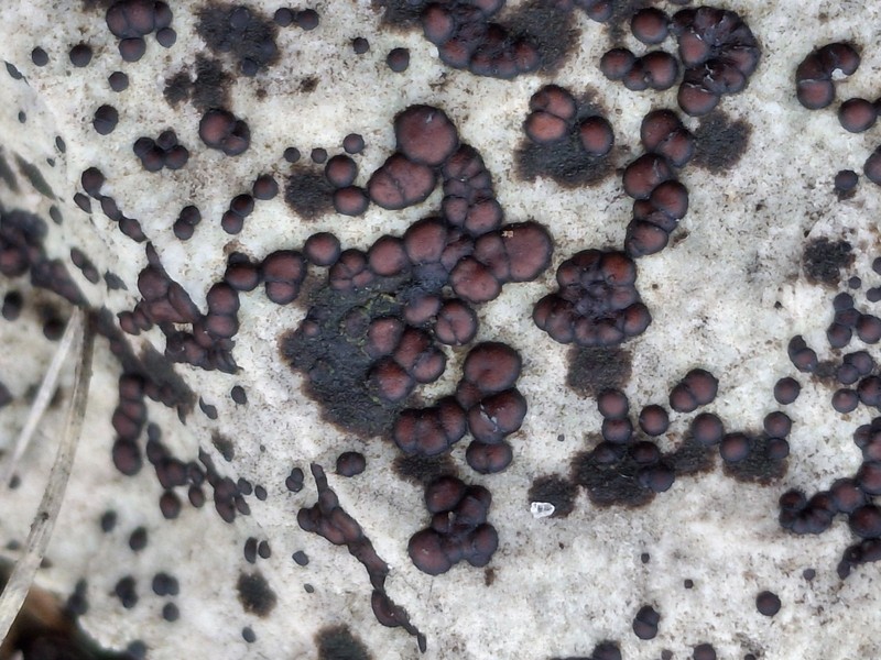 Sarcogyne Lichen photo 6
