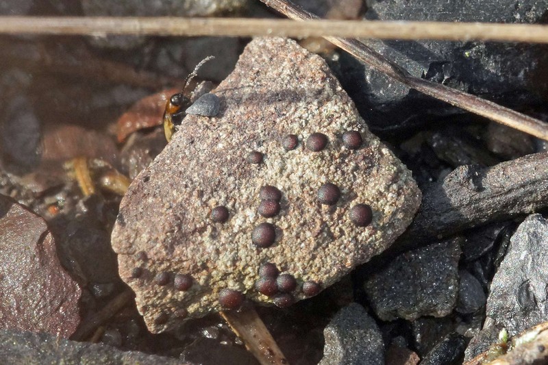Sarcogyne Lichen photo 7