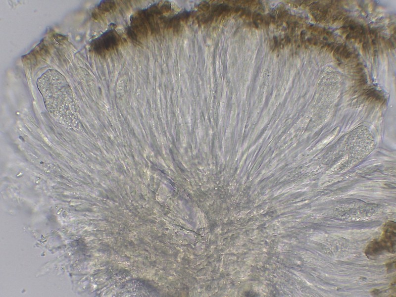 Sarcogyne Lichen photo 8