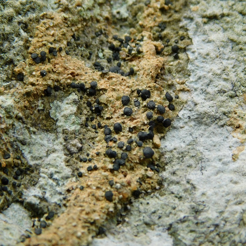 Sarcogyne Lichen