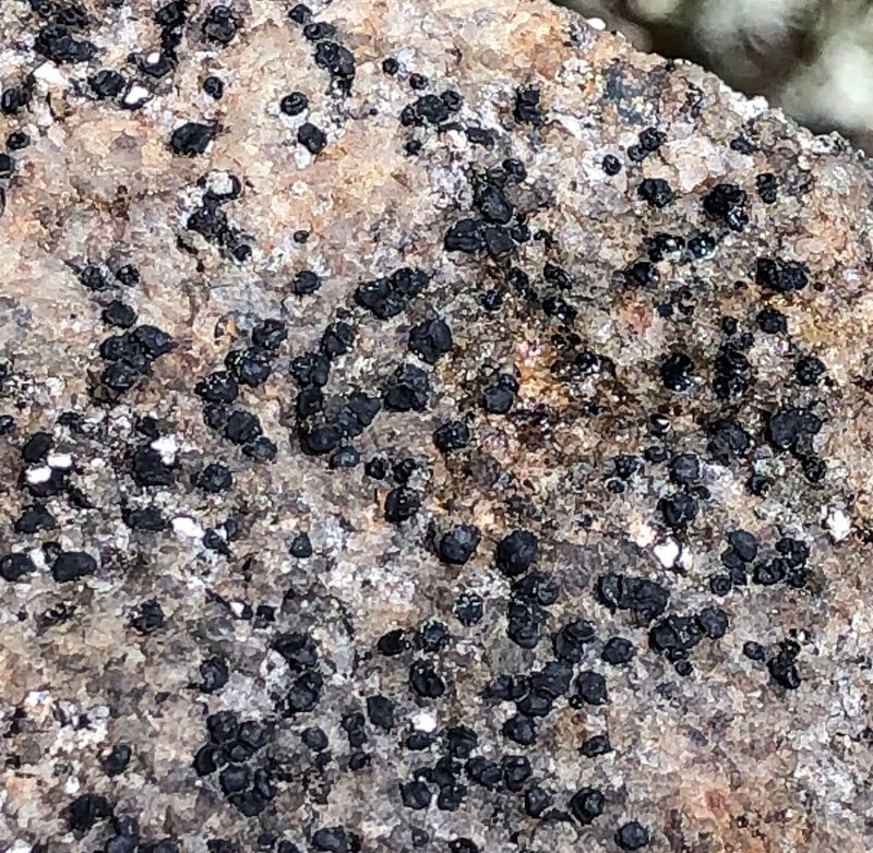 Sarcogyne Lichen photo 2