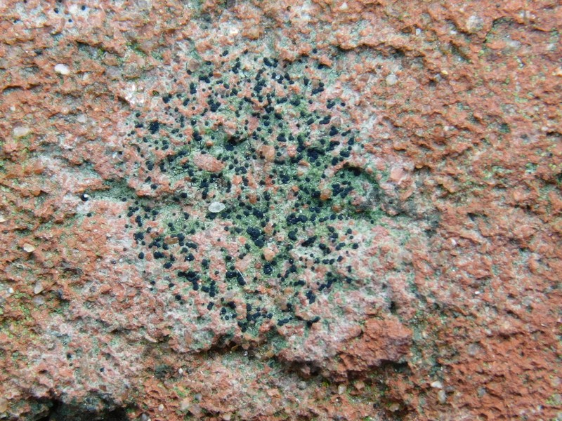 Sarcogyne Lichen photo 3