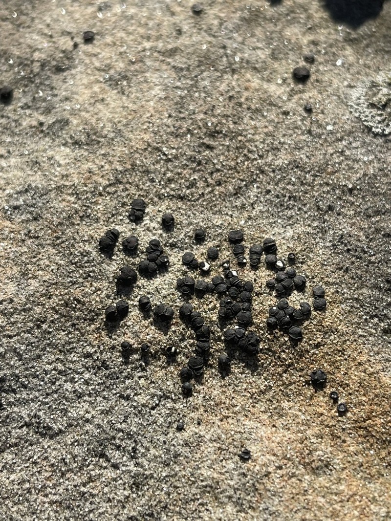 Sarcogyne Lichen photo 4