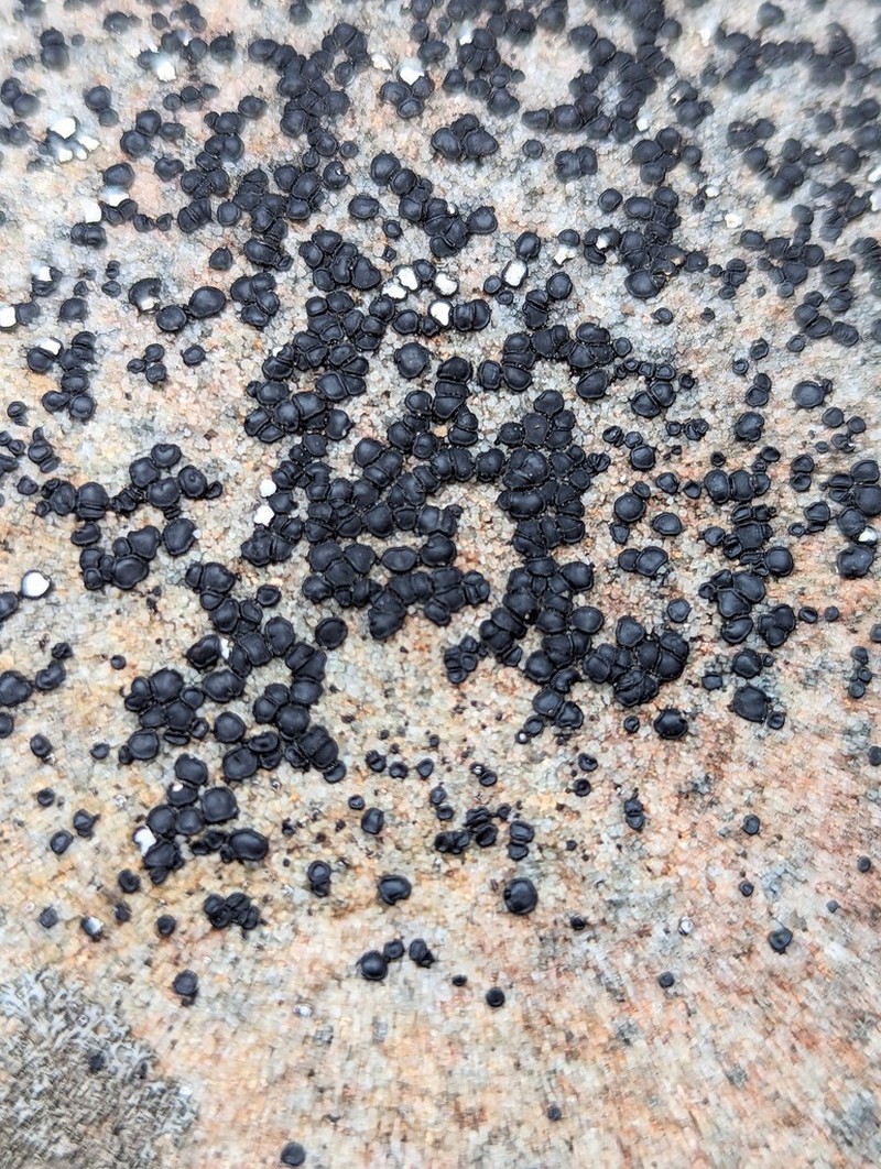 Sarcogyne Lichen photo 6