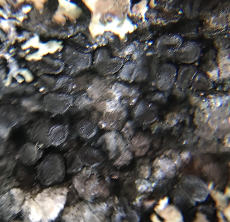 Sarcogyne Lichen photo 7