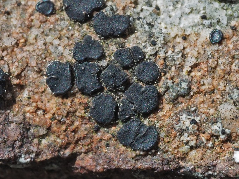 Sarcogyne Lichen photo 8