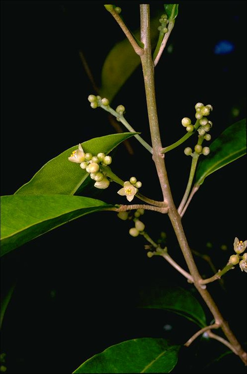 Sarcomelicope simplicifolia subsp. simplicifolia