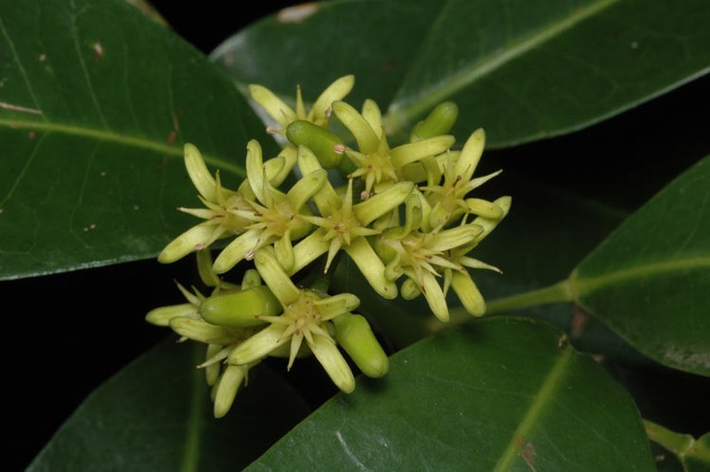 Sarcomelicope simplicifolia subsp. simplicifolia photo 2