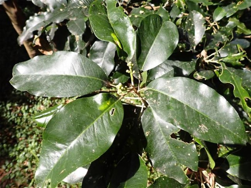Sarcomelicope simplicifolia subsp. simplicifolia photo 3