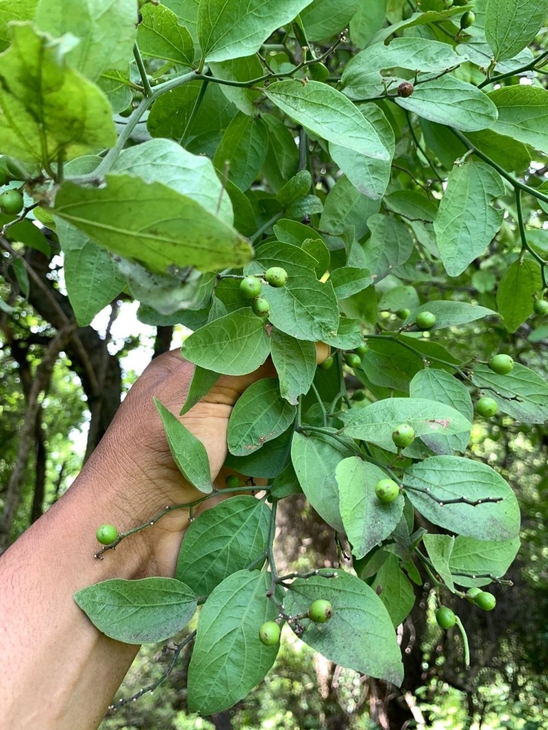 Sarcomphalus amole