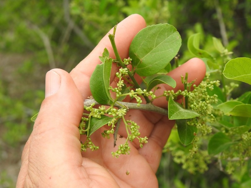 Sarcomphalus amole photo 3
