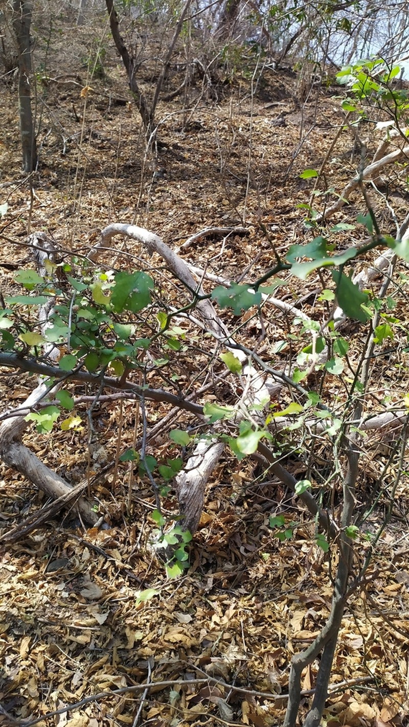 Sarcomphalus amole photo 4