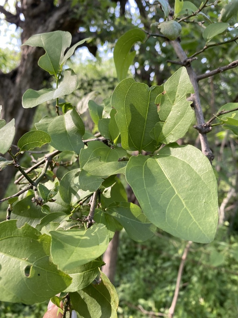 Sarcomphalus amole photo 5