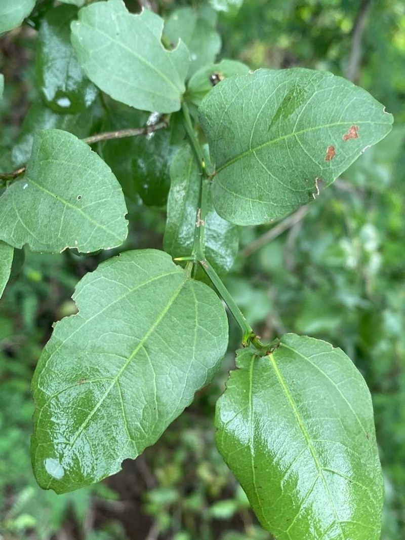 Sarcomphalus amole photo 6