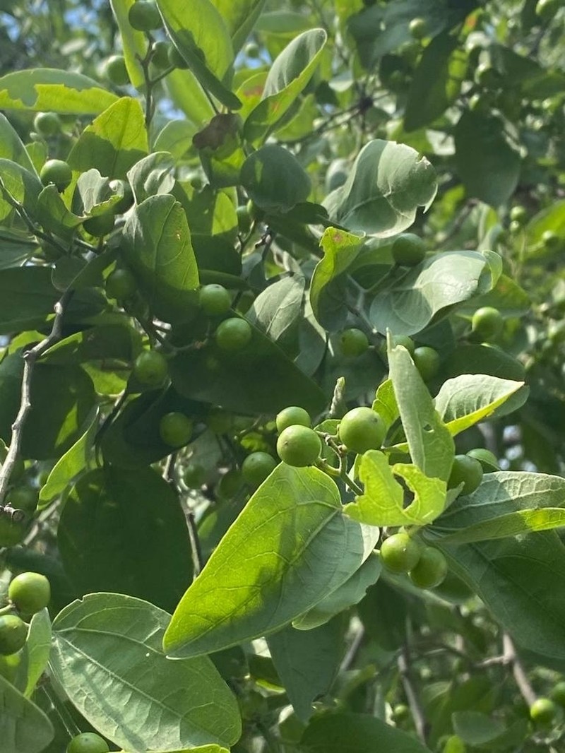 Sarcomphalus amole photo 8