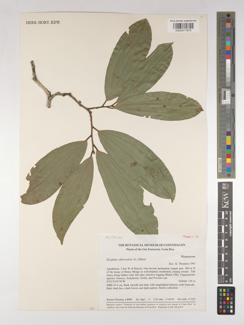 Sarcomphalus chloroxylon photo 3