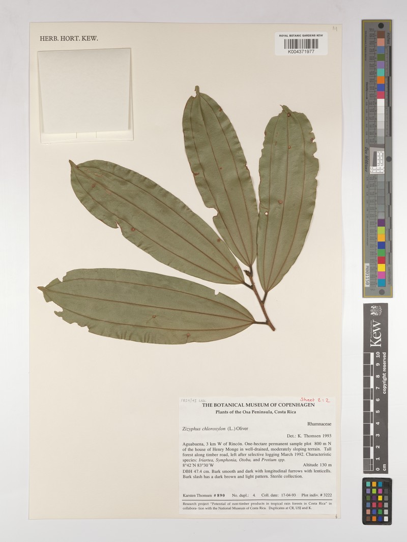 Sarcomphalus chloroxylon photo 4