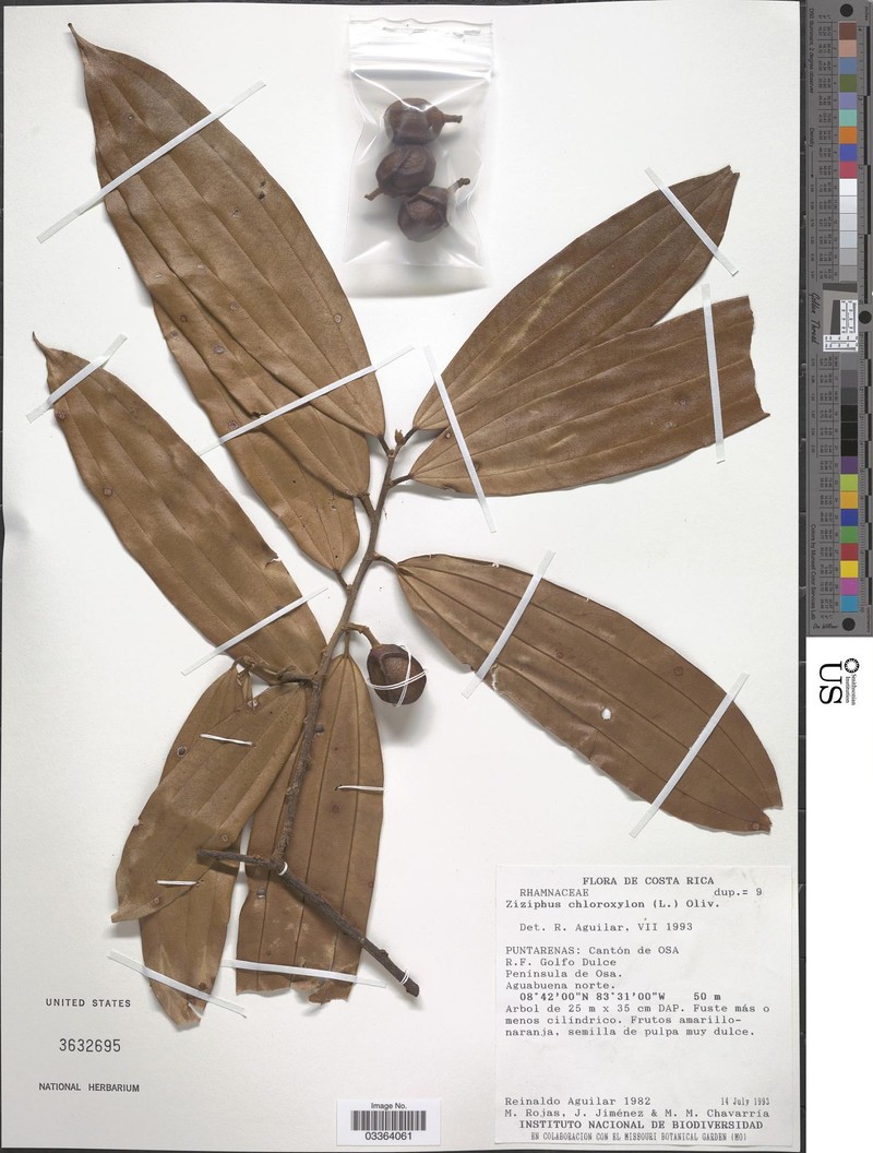 Sarcomphalus chloroxylon photo 5