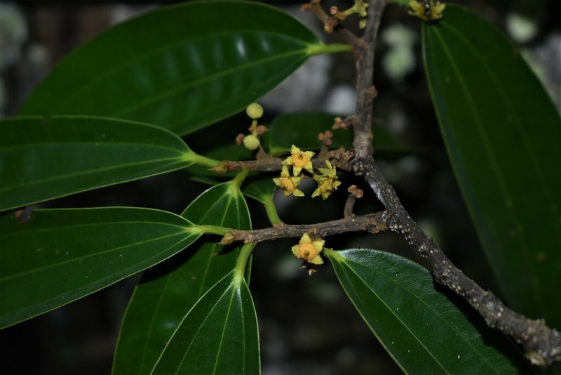 Sarcomphalus cinnamomum