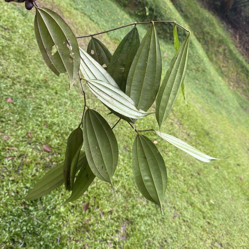 Sarcomphalus cinnamomum photo 2