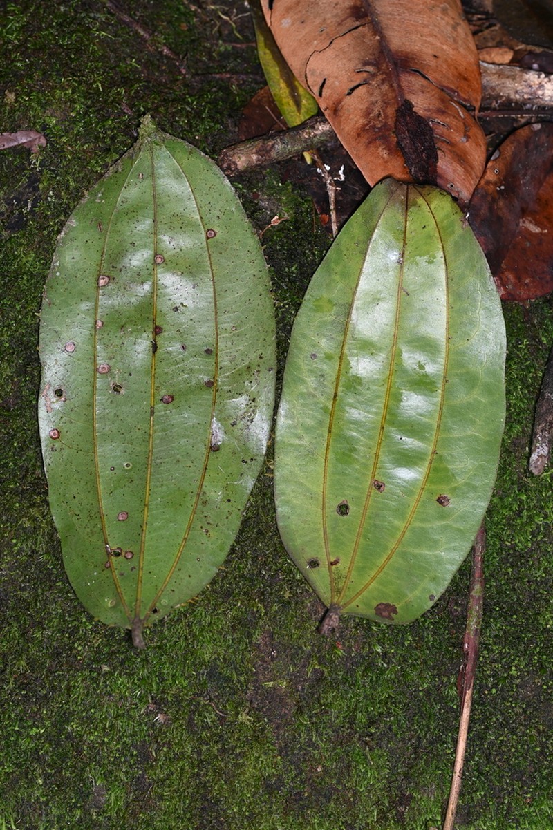 Sarcomphalus cinnamomum photo 3
