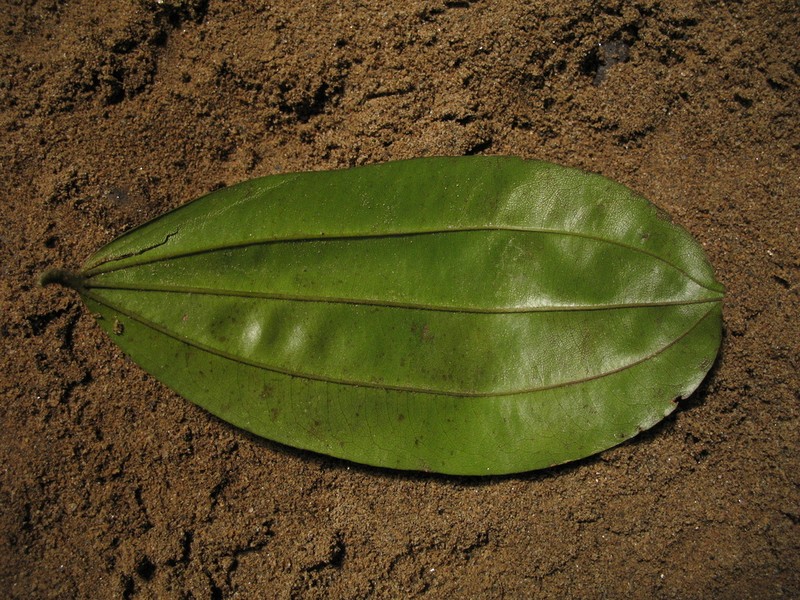 Sarcomphalus cinnamomum photo 4