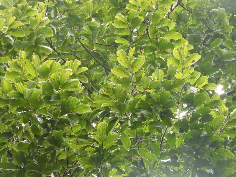 Sarcomphalus cinnamomum photo 5