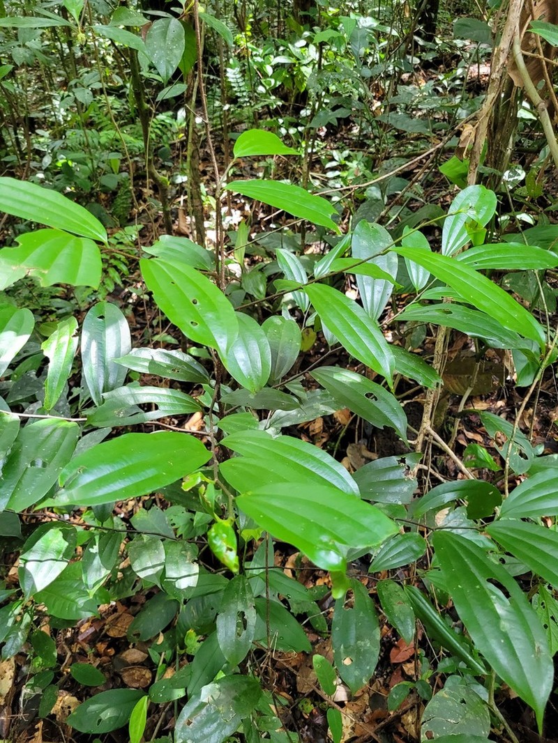 Sarcomphalus cinnamomum photo 6