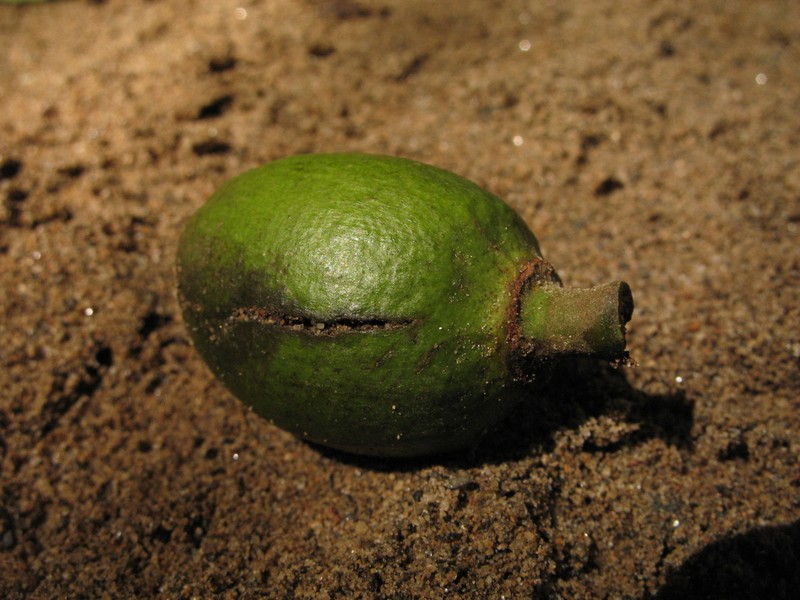 Sarcomphalus cinnamomum photo 7